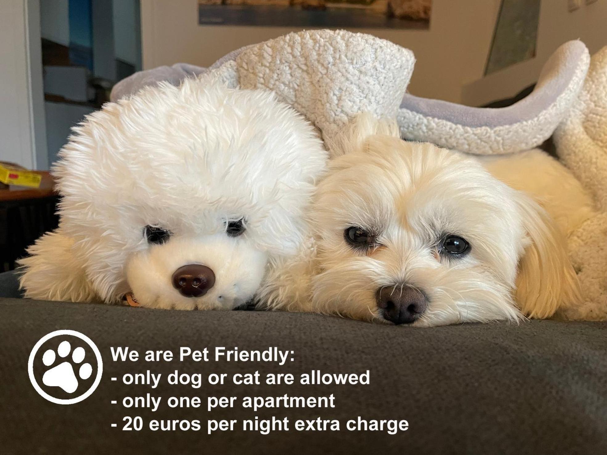 Apartments Monika Bed & Breakfast 236 Punat Ngoại thất bức ảnh